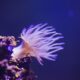 A Complete Guide to Aiptasia X: How to Safely Remove Unwanted Pest Anemones