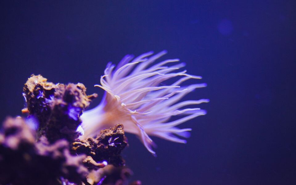 A Complete Guide to Aiptasia X: How to Safely Remove Unwanted Pest Anemones