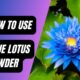 What Is Blue Lotus Powder? Benefits And How To Use greenlifestylehacks