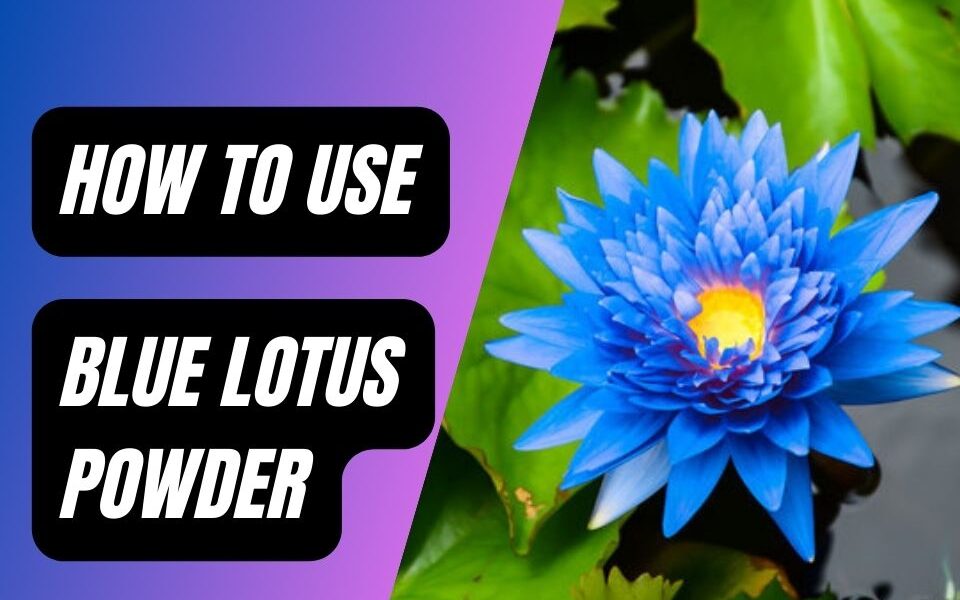 What Is Blue Lotus Powder? Benefits And How To Use greenlifestylehacks